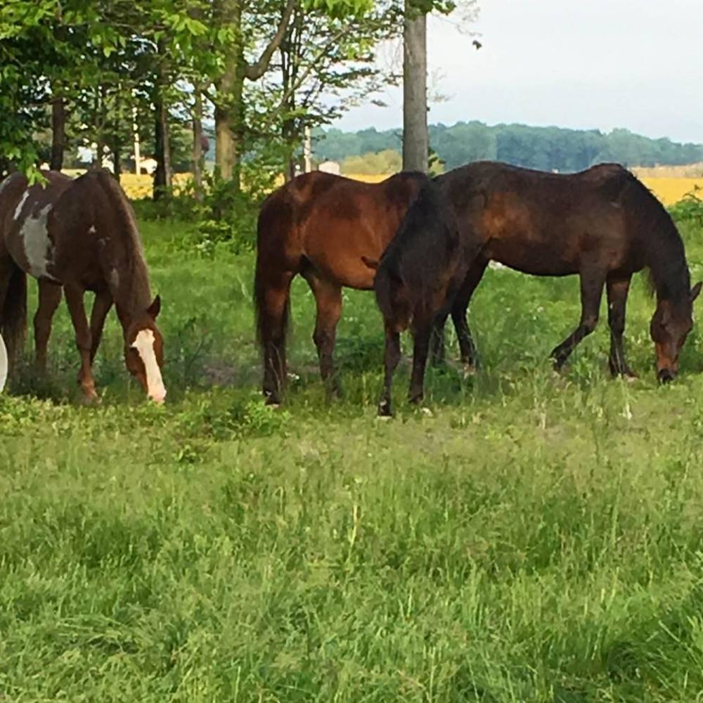 Meet your Posher, Tracy